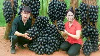 How We Harvest 1001kg of Grapes for Market Sale &ndash; The Amazing Process!