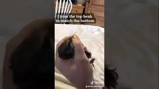 How do you trim their beak?