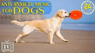 24/7 Dog TV: Fun Video with Anti-Anxiety Music for Dogs Home Alone | Stress Relief for Anxious Dogs