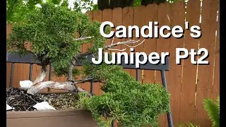 Candice's Juniper Pt2:  Dave's Bonsai E408