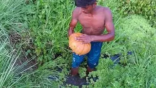 Smart Boy Make Fish Trap Using Pumpkin To Catch Catfish