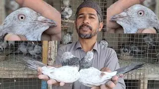 lal gandedar 79 wala kabootar ka shok kare || #79walapigein #Parwazi #highfilayarpigeon