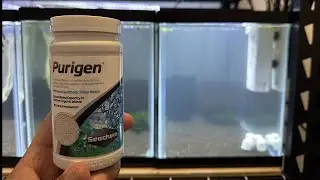 Использование Seachem Purigen для очистки мутного резервуара