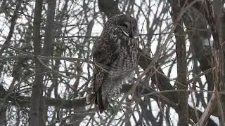 Chouette lapone - Great Gray Owl - Strix nebulosa