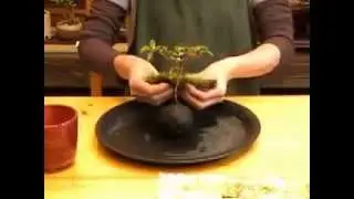 苔玉の作り方　「インテリア盆栽工房BonCyu」