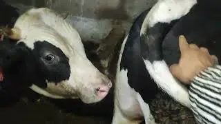 العجل جاتو الجربة وزنت العجول كاينة نتيجة الحمد الله 80كيلو فشهر 