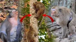Godd...! Yamasaki @bductedd Jinx's baby climb the tall tree, Mak, Loki & Caspa, they are worriedd