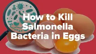How to Kill Salmonella in Eggs