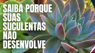 SUCULENTAS NÃO  DESENVOLVE. TENHO VÁRIAS  DICAS PRA VOCÊ.