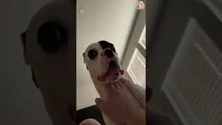 Забавные собаки 🐶 Попробуйте не засмеяться 😜 (У вас ничего не получится!) #Короткометражки Часть 54