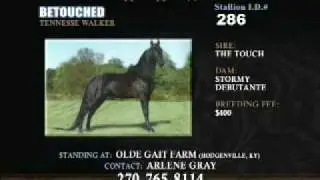 Stallion Directory