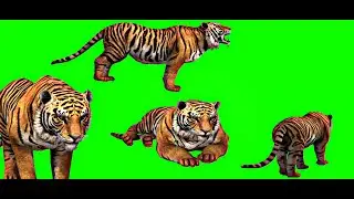 Green screen tiger free download | tiger Green screen | Green screen tiger walking,attack & effects