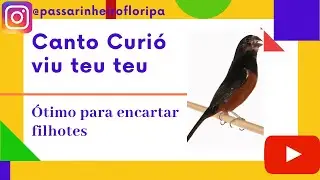 Canto curió viu teu teu (encarte)