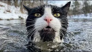 animal rescue videos 2026