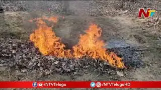 Special Story On Warangal Forest & Animals || NTV