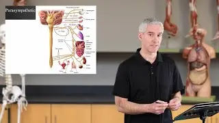 Organization of Autonomic Nervous System (Ch15ANS - Slides07-12)