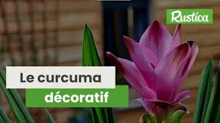 Curcuma de Siam : conseils pour cultiver cette plante exotique au jardin