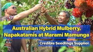 Australian Hybrid Mulberry, Napakatamis at Marami Mamunga