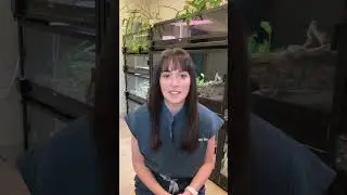 Improve Veterinary Education Exotic Animal Practice Postgraduate Program Review