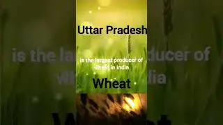 | Wheat production 4k status | #Up | Wheat production in india #| Wheat production in up | #ytshorts