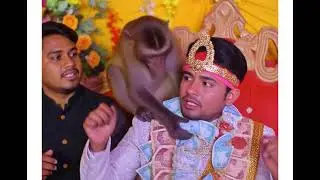 #monkey ne groom ka mala china