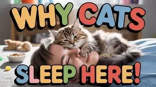 Cats Sleeping on You? Here&rsquo;s Why They Love Your Head