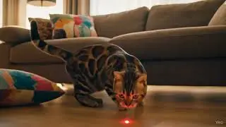 Why Cats Can&rsquo;t Stop Chasing Red Lights 😳🐱#catvslaser #viralcats #funnypets #funnycat