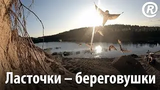 Ласточки &ndash; береговушки в полёте. Замедленная съёмка 240 ftp. Riparia riparia.