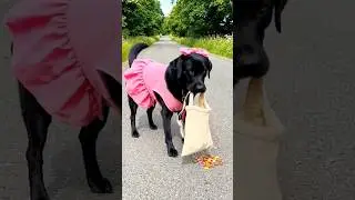 Beautiful dog day out.#dog#animal#cartoonvideo #storytime #story#forchildren#fordoglover#labrador