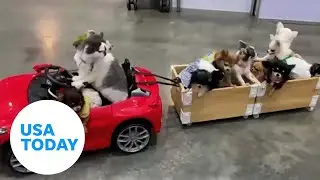 'Driving' cat pulls trailer full of puppies through Thailand mall | USA TODAY
