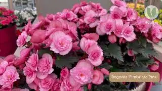 Begonia Fimbriata Pink