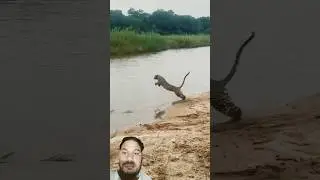 leapard female jump into the river#shorts#youtube shorts#leapard#nature#wildlife #animals#trending