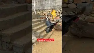 Watch This Amazing Rooster Flying🐓#shorts #rooster #viralvideo #youtubeshorts