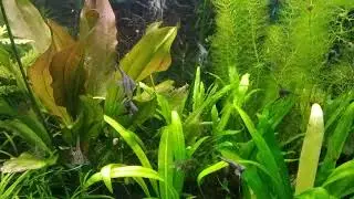 VID 20190804 184048