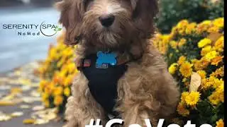 #GoVote