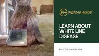 FormaHoof - Supportive white line disease treatment