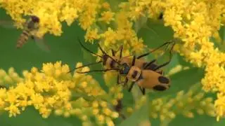 Goldenrod Soldier Beetle (Cantharidae: Chauliognathus pennsylvanicus) Mating