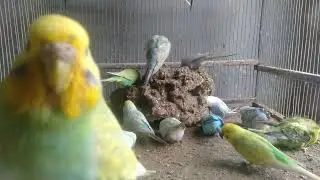 These Birds Create a Cozy Calm Atmosphere