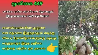 மர சுரைக்காய் / சிவ குண்டலம் / kigelia africana / african sausage tree / balam kheera/Alasal/அலசல்