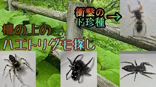 柵の上のハエトリグモ探しがめっちゃ楽しい！