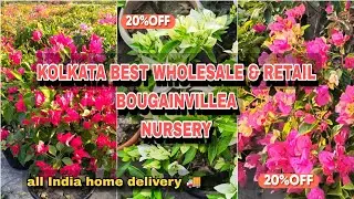 🔴 LATEST BOUGAINVILLEA VARITIES available// All India Home DELIVERY 🚚// Online SELLING 