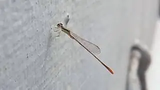 Cute Baby Dragonfly - Domestic Discovery