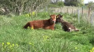 Sweet meadow life