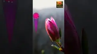 Azalea