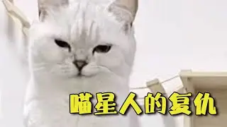乔巴日记抖音百万播放视频合集