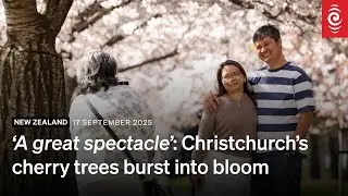 'Welcome of Spring': North Hagley Park's cherry trees burst into bloom | RNZ