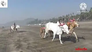 murud bailgadi sharyat 2023 part 2# bailgadi sharyat #alibag bailgadi sharyat