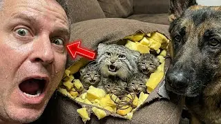It Jumped Through My Window... Now It’s Living in My SOFA! 😱🛑