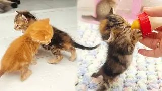 Cute baby kittens drinking milk and exploring their room