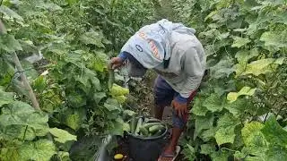 SMART FARMER&rsquo;S UNIQUE METHOD FOR PICKING CUCUMBERS EFFICIENTLY - Agriculture Gardening